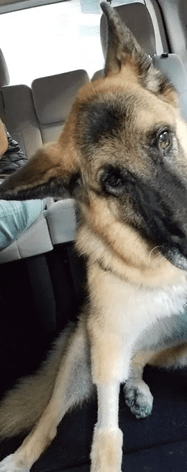 Old German Shepherd Dog