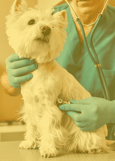 Veterinary Hospitals