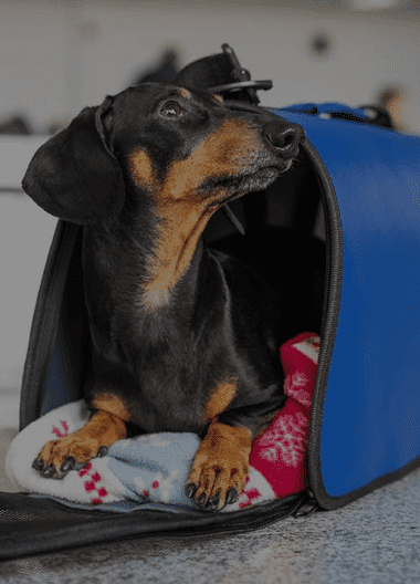 Airport Transportation