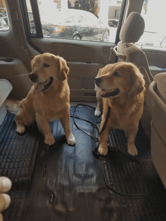 Two Dogs in a Car